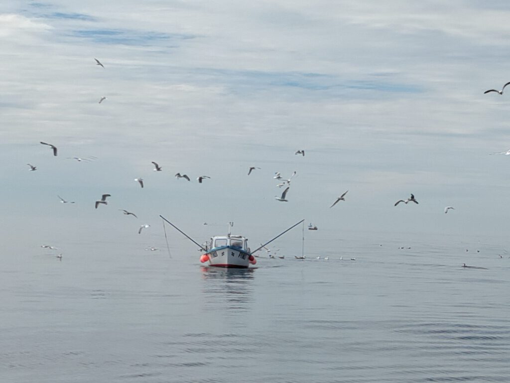 man sieht ein kleines Fischerboot mit zwei Auslegern links und rechts, an denen ein Netz durchs Wasser gezogen wird. Möwen umkreisen das Boot.